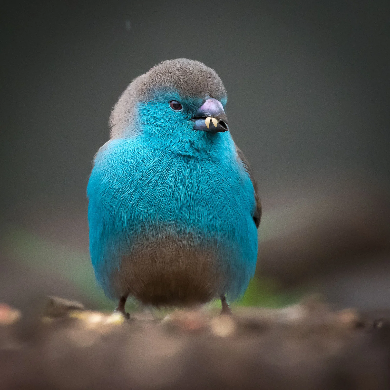 MKOMBE: Blue Waxbill Nikon D500 200-500mm f5.6 at 500mm. 1/500, f6.3, ISO1600