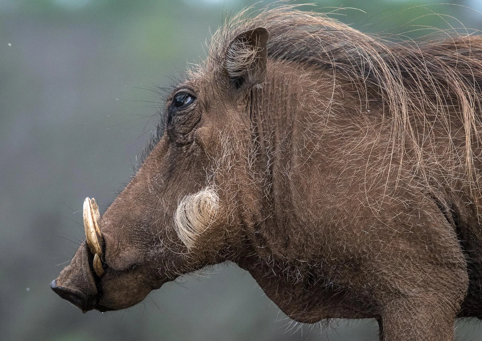 UMGODI: Warthog Nikon D500 70-200mm f2.8 at 175mm. 1/800, f2.8, ISO640