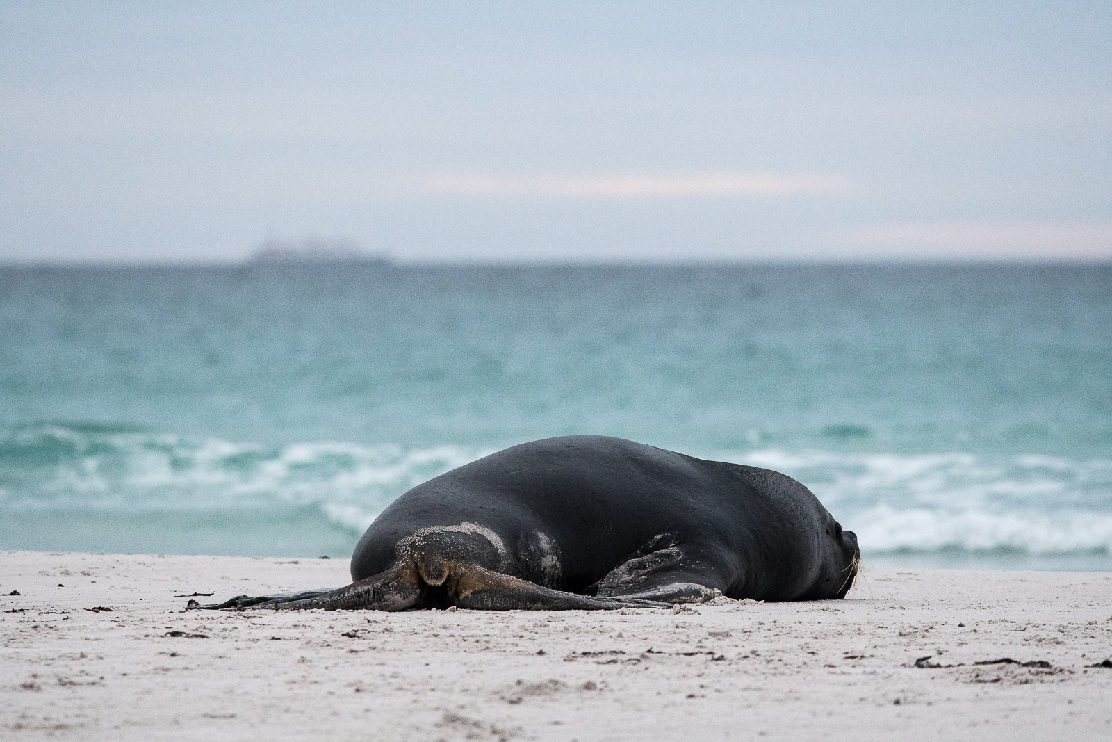 ...and exhausted Nikon D500 300mm f4. 1/500sec f5 ISO 2500