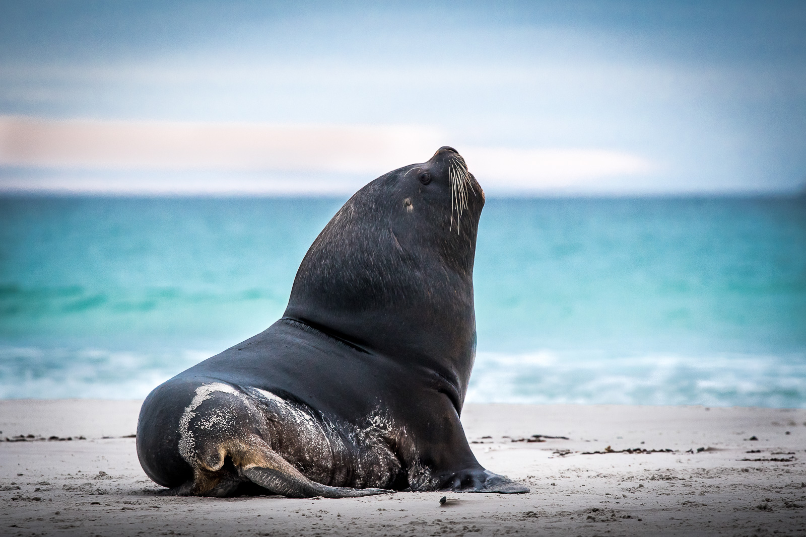 Defeated... Nikon D500 300mm f4. 1/200sec f5 ISO 1600