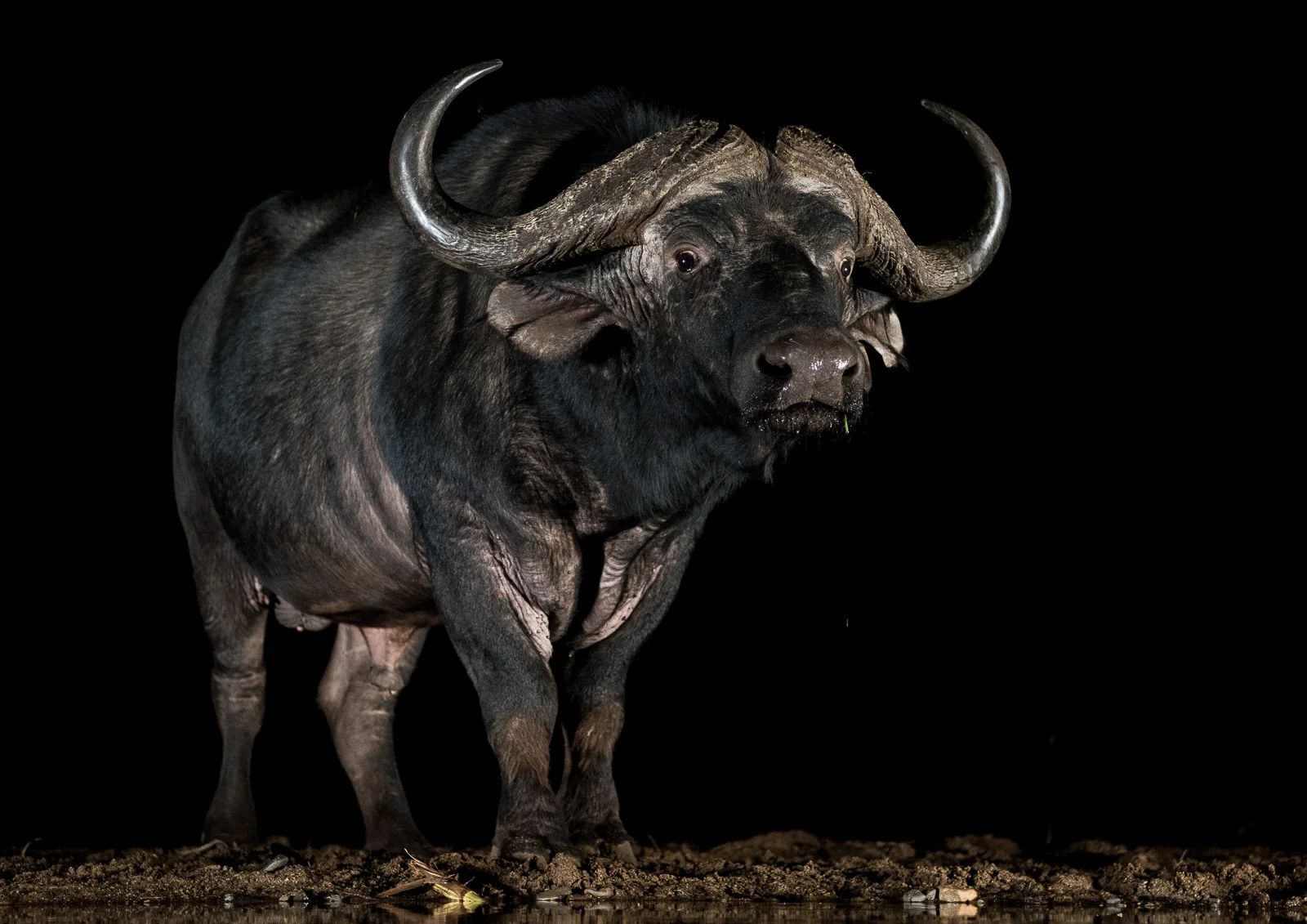 UMGODI: Cape Buffalo Nikon D810 24-70mm f2.8 at 62mm. 1/80, f3.2, ISO1600