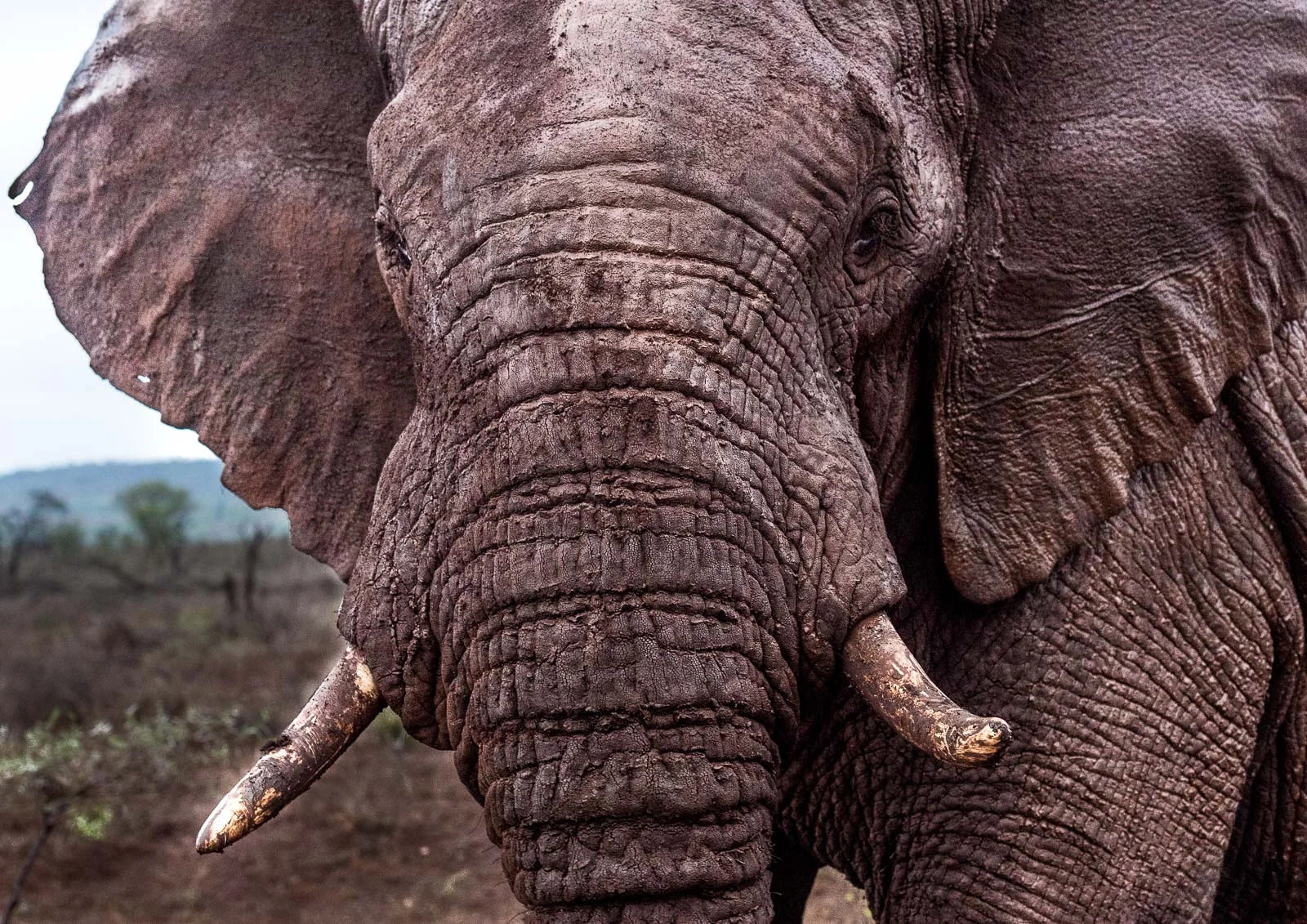 Bull elephant Nikon D810 70-200mm f2.8 at 70mm. 1/200, f5.0, ISO800