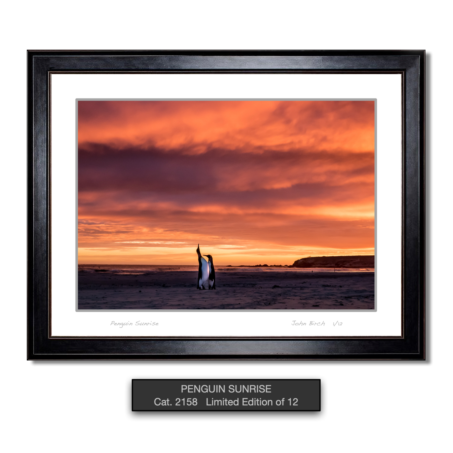 PENGUIN SUNRISE