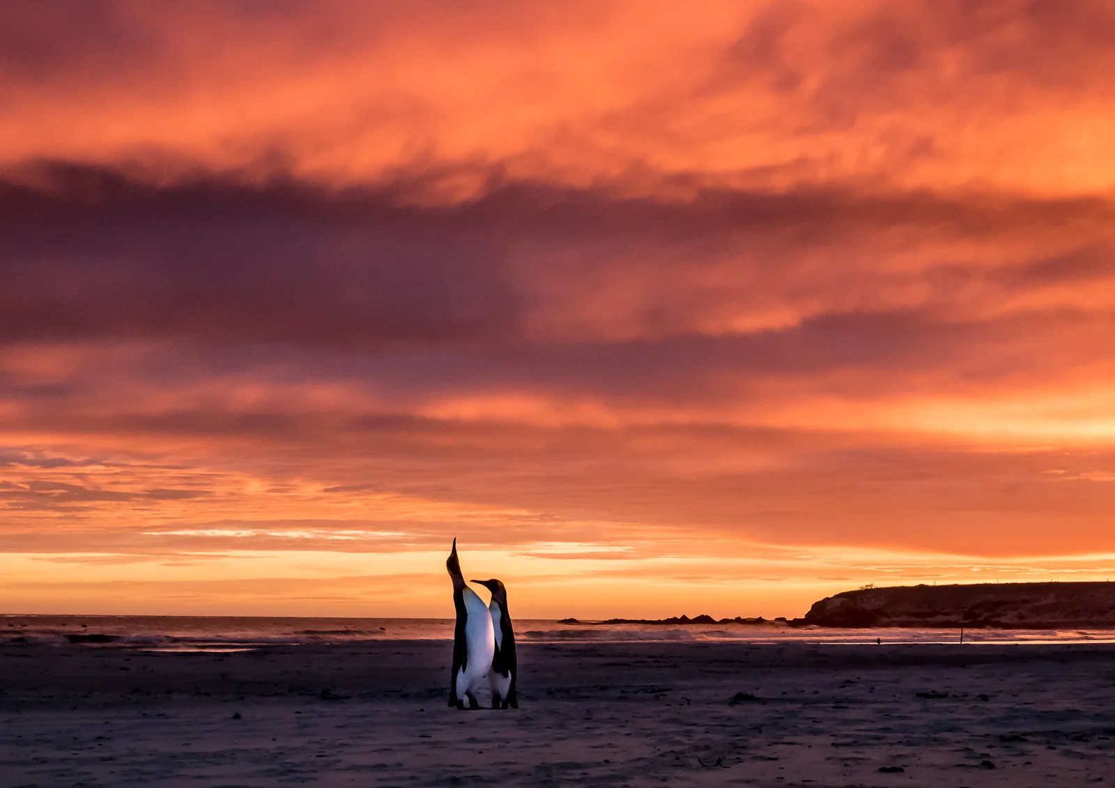 Penguin Sunrise