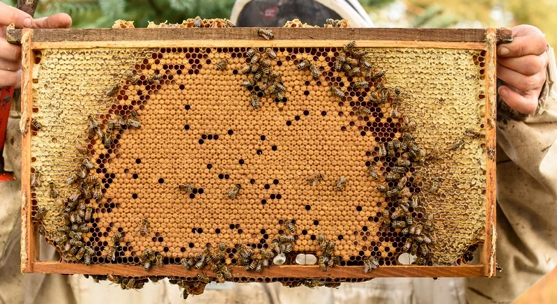  Photo credit: Andrew Potter -http://andrewpotterphoto.zenfolio.com/ 