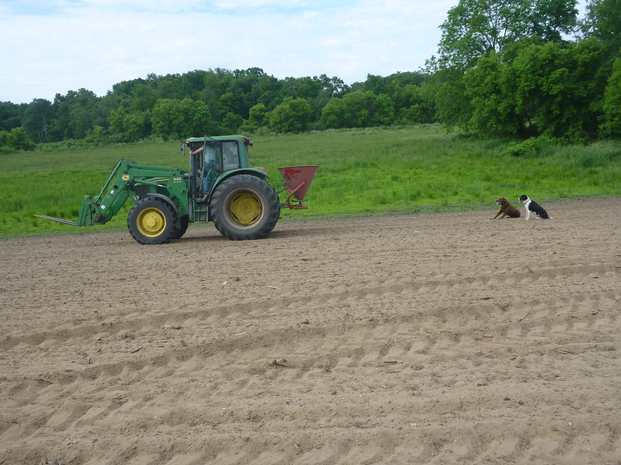 Planting the oats using the spreader. You can see just how sandy the soil is in this parcel. The dogs, though enthusiastic, were not helpful during this process at all. The wetland (not yet planted) is visible in the background. 