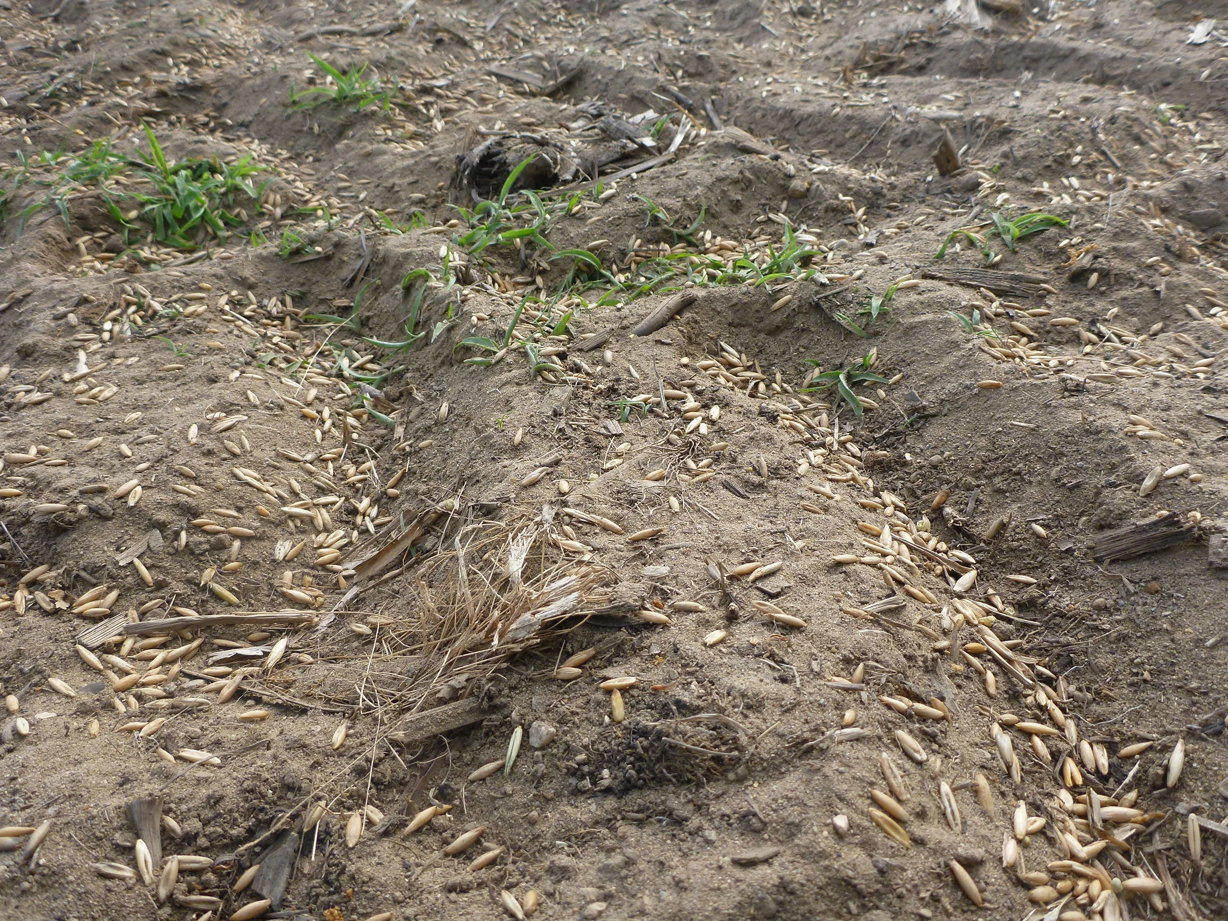 Seed oats planted. 