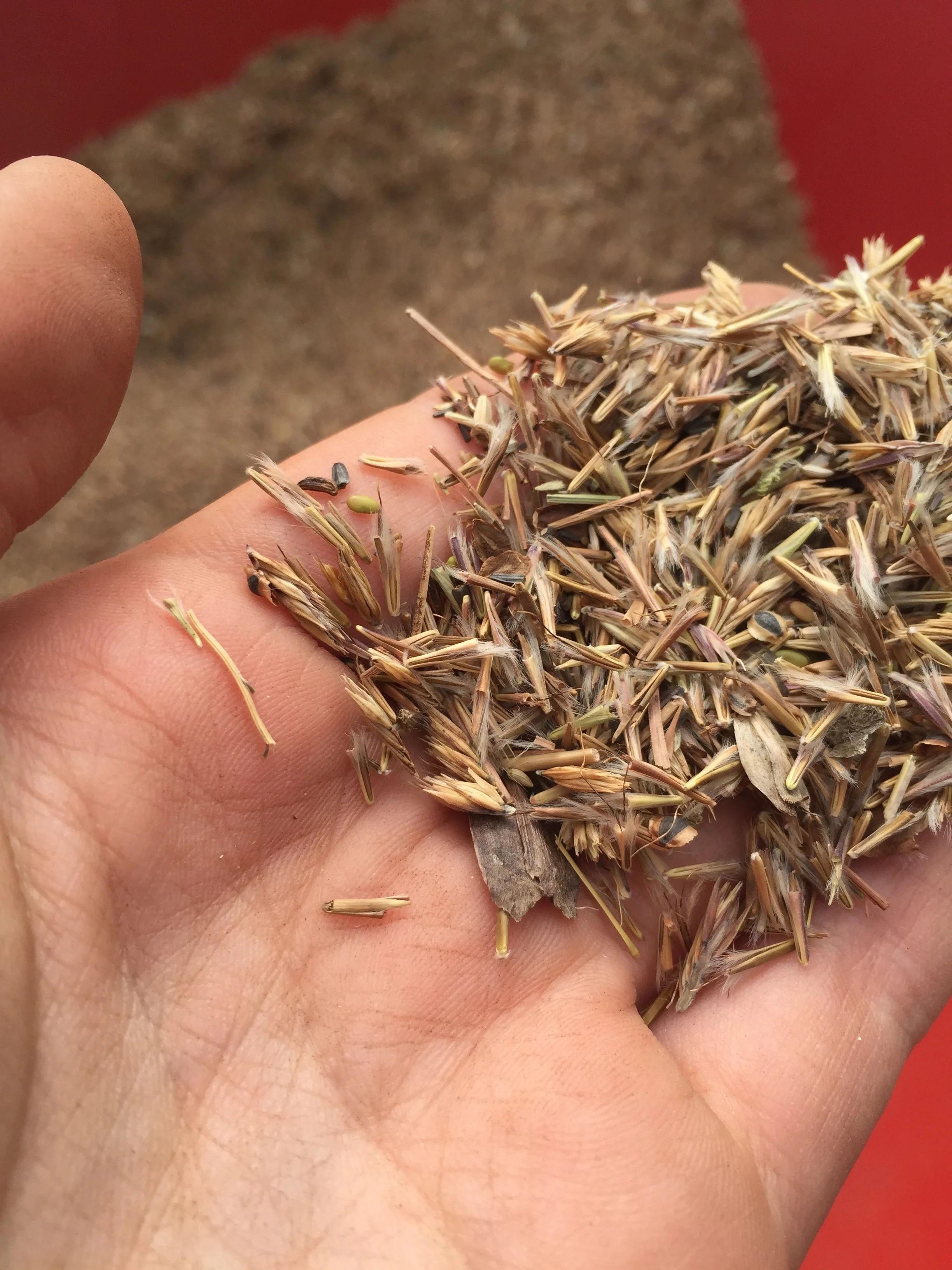 Many different types and sizes of seeds. 