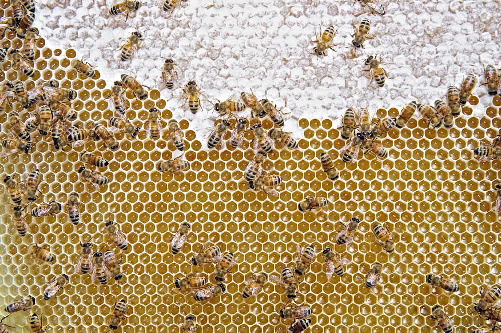Almost honey - photo by Andrew Potter / andrewpotterphoto.com
