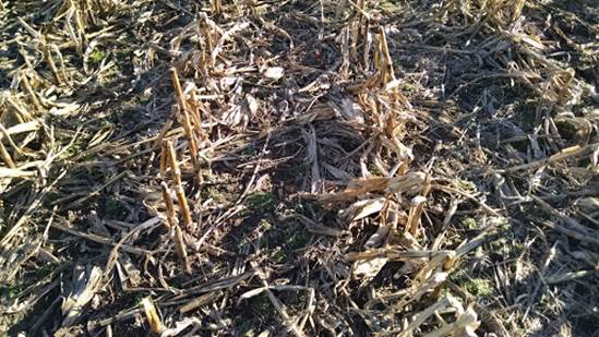 Too much corn stubble to spread seed through - one more disc/ soil prep before we spread the seeds in this section of the dry prairie site. 