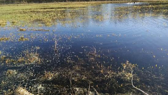 Our wetland is a little too wet right now. Ducks love to land here, and the dogs love to race through it (note the crazed animals in the upper right). 