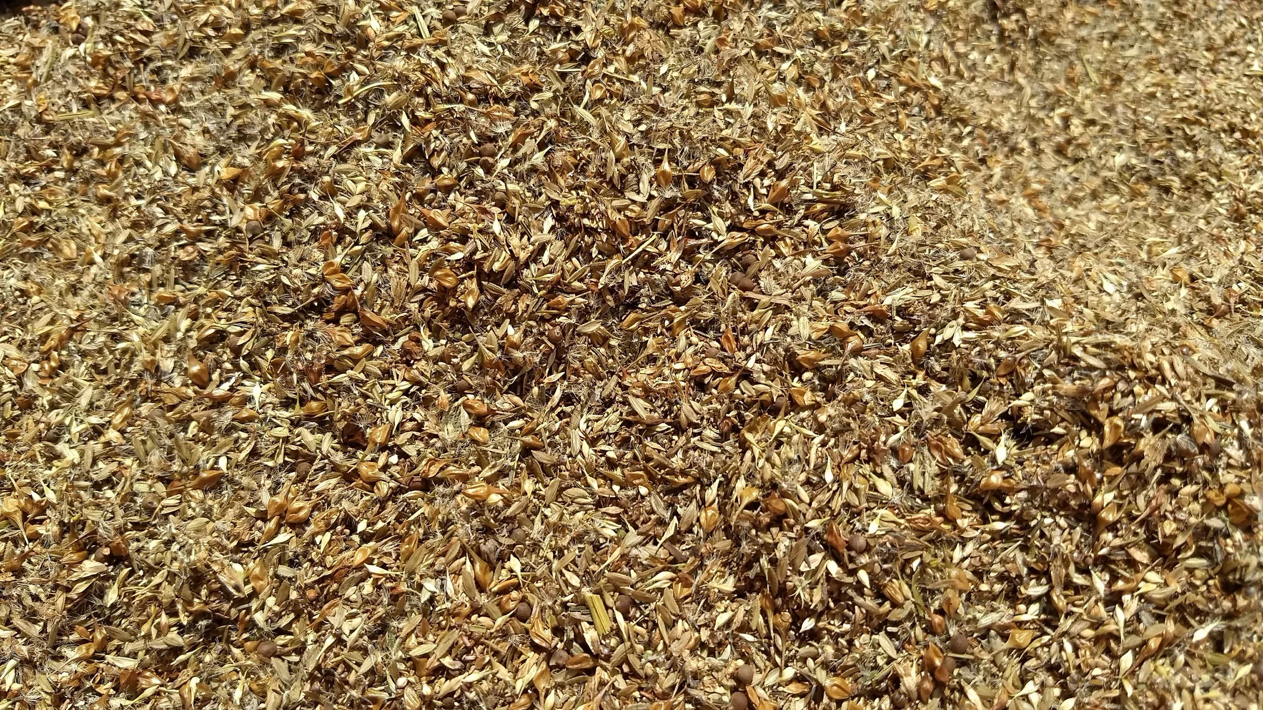 The mix of the wetland seeds - hardly any grasses - mostly sedges, so it looked much different from the dry site mix. 