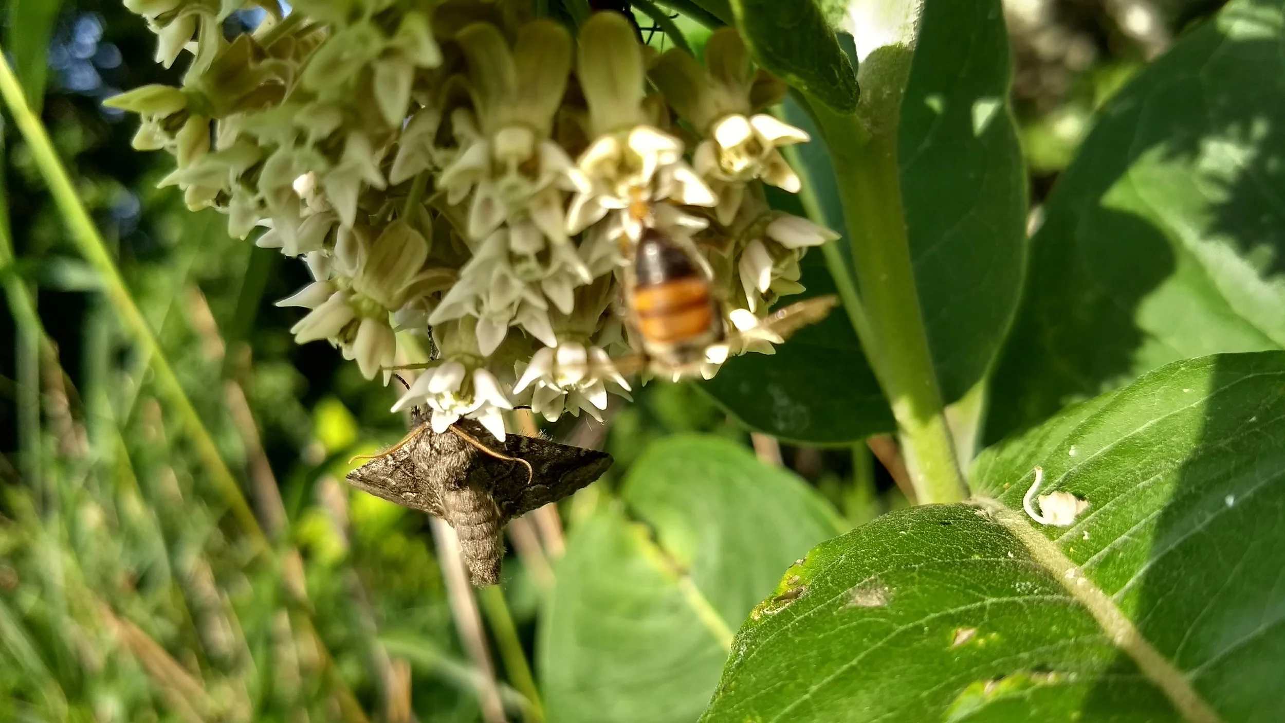 A moth and a honey bee fell victim to the sticky pollinia - trapped by the plant's pollen packets, they died in the blossom. 