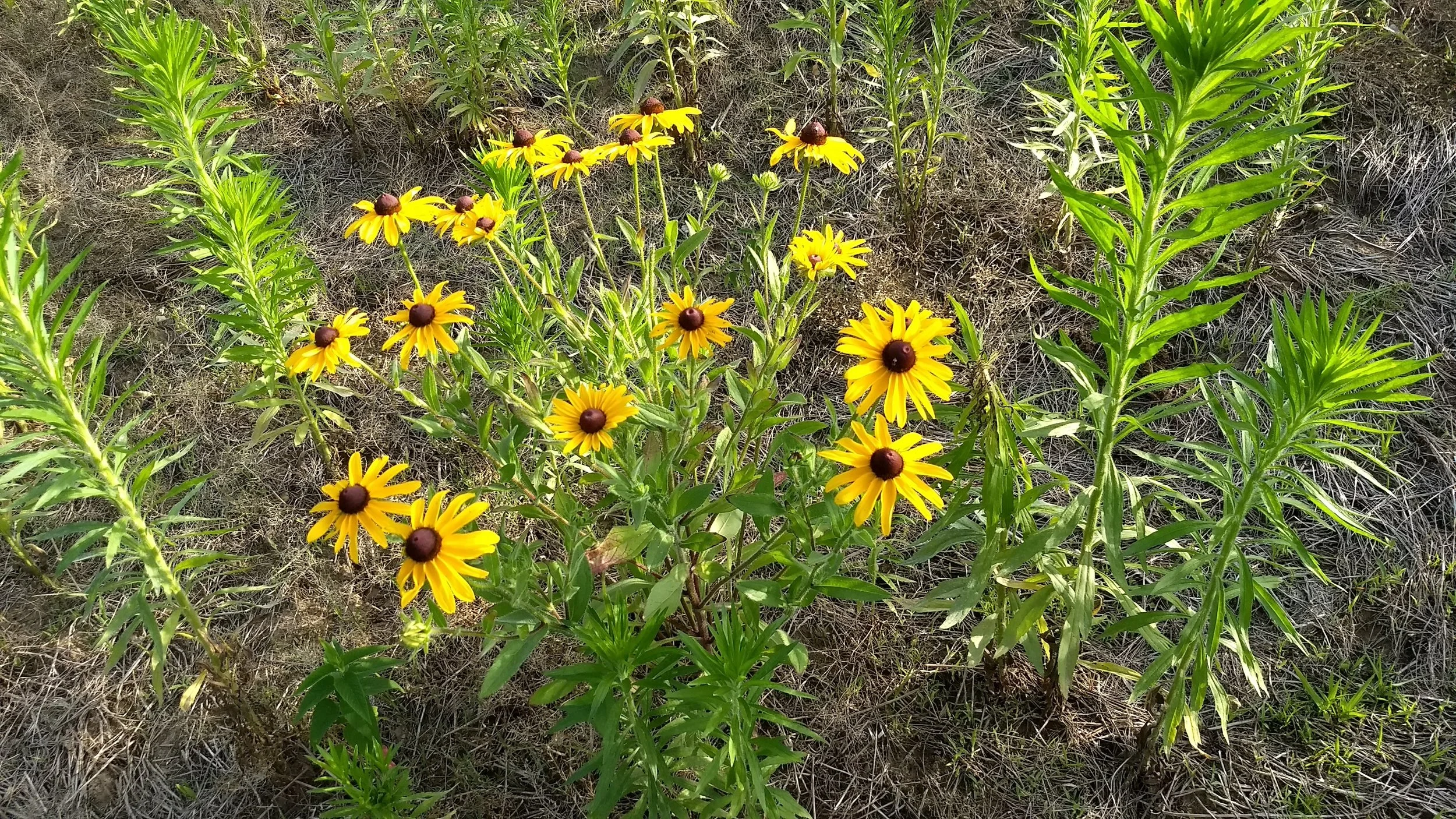Rudbeckia hirta - lots of mare's tale, but it isn't thick enough to crowd our seedlings.