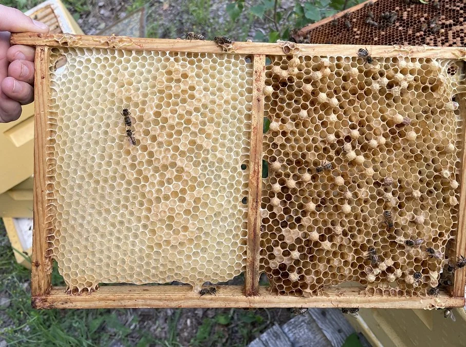 VarroaManagementPlan — The Sand Hill