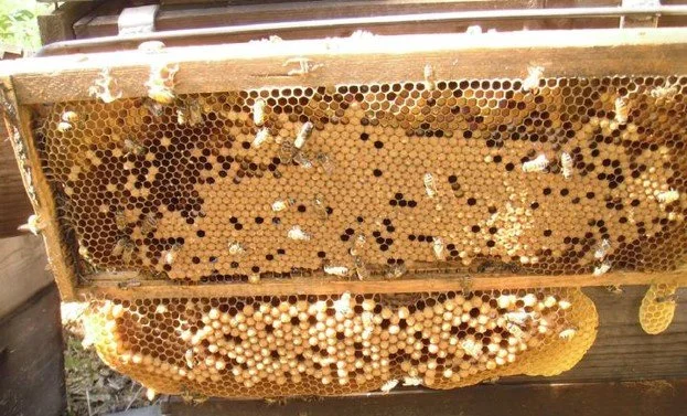 VarroaManagementPlan — The Sand Hill