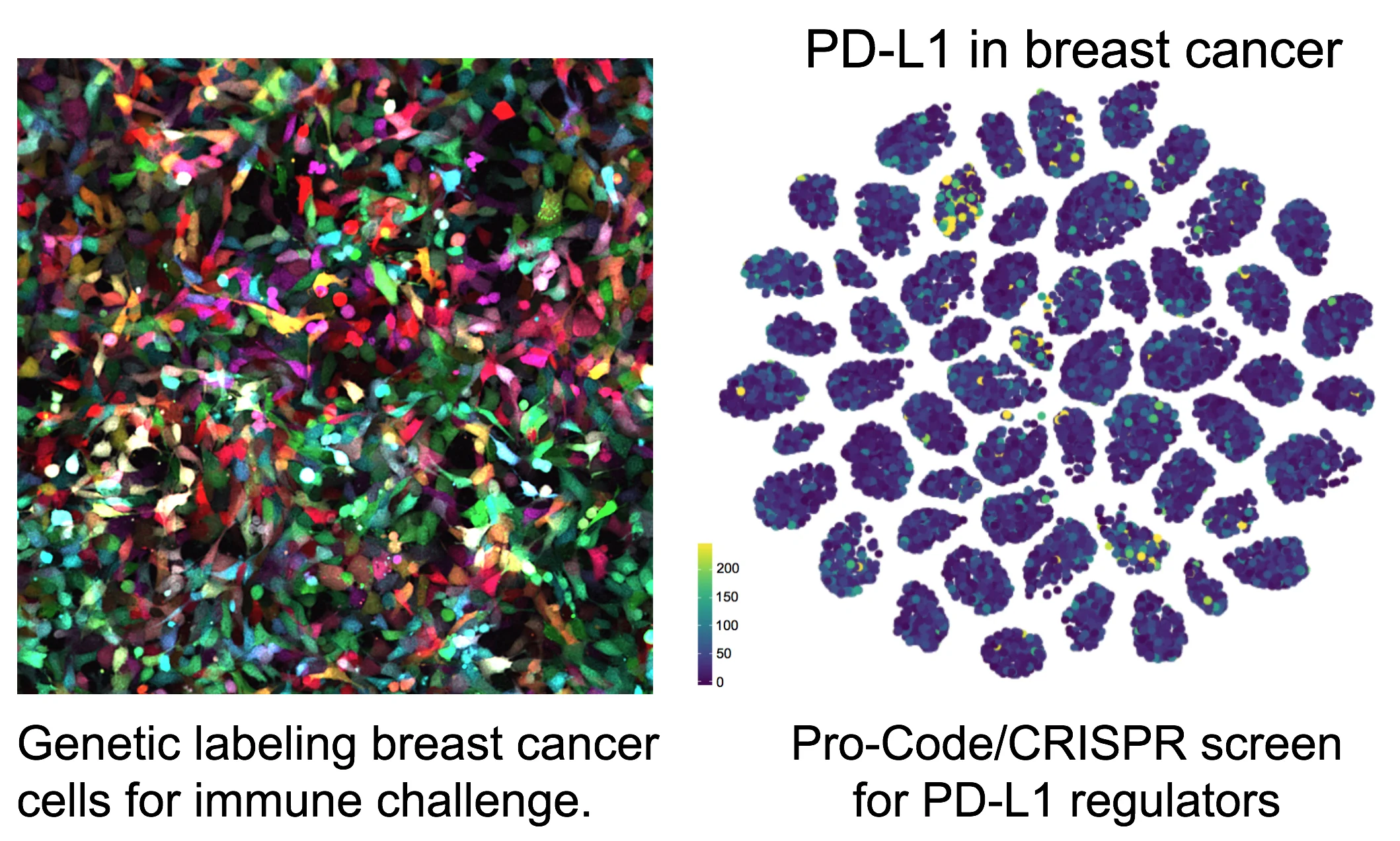 4T1-Pro-Code-PDL1.jpg