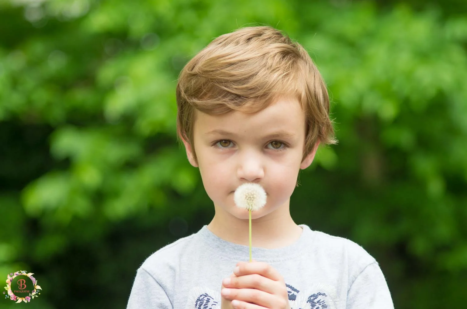 The demise of a dandelion ...