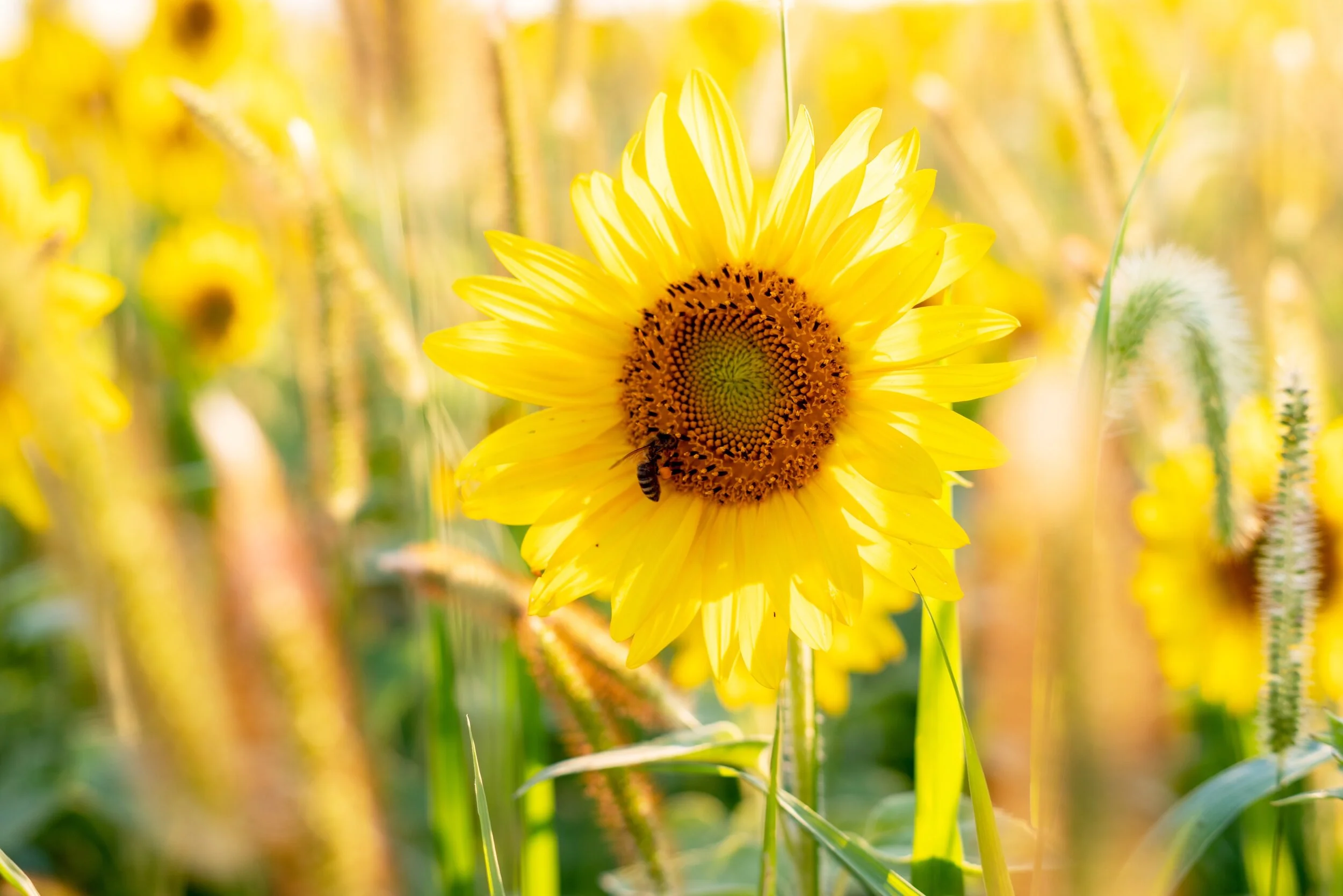 Sunflower Fields ...