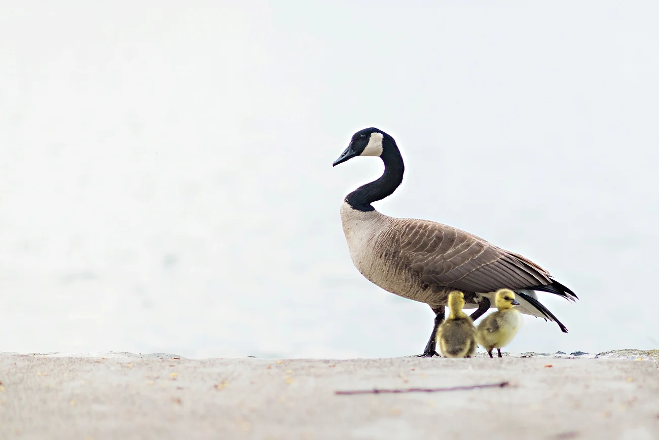 Toronto-Island-Engagement-Shoot032.jpg