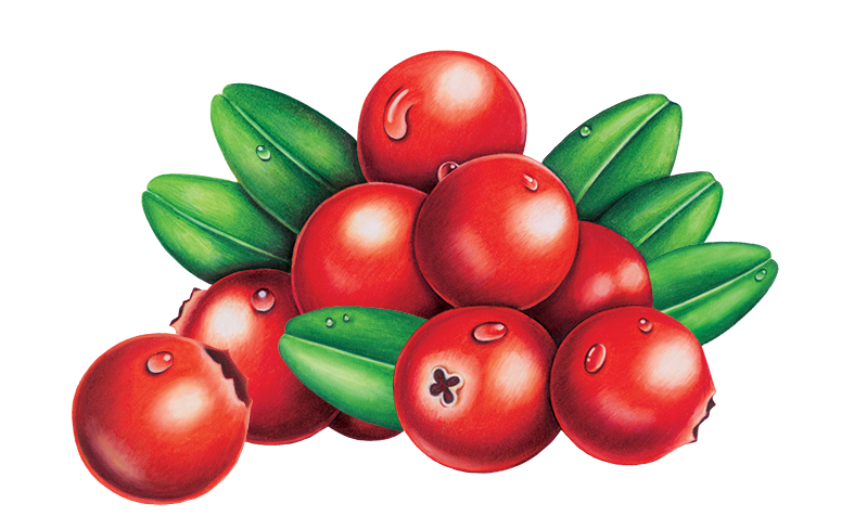 Cranberry_1_CMYK_Final.png