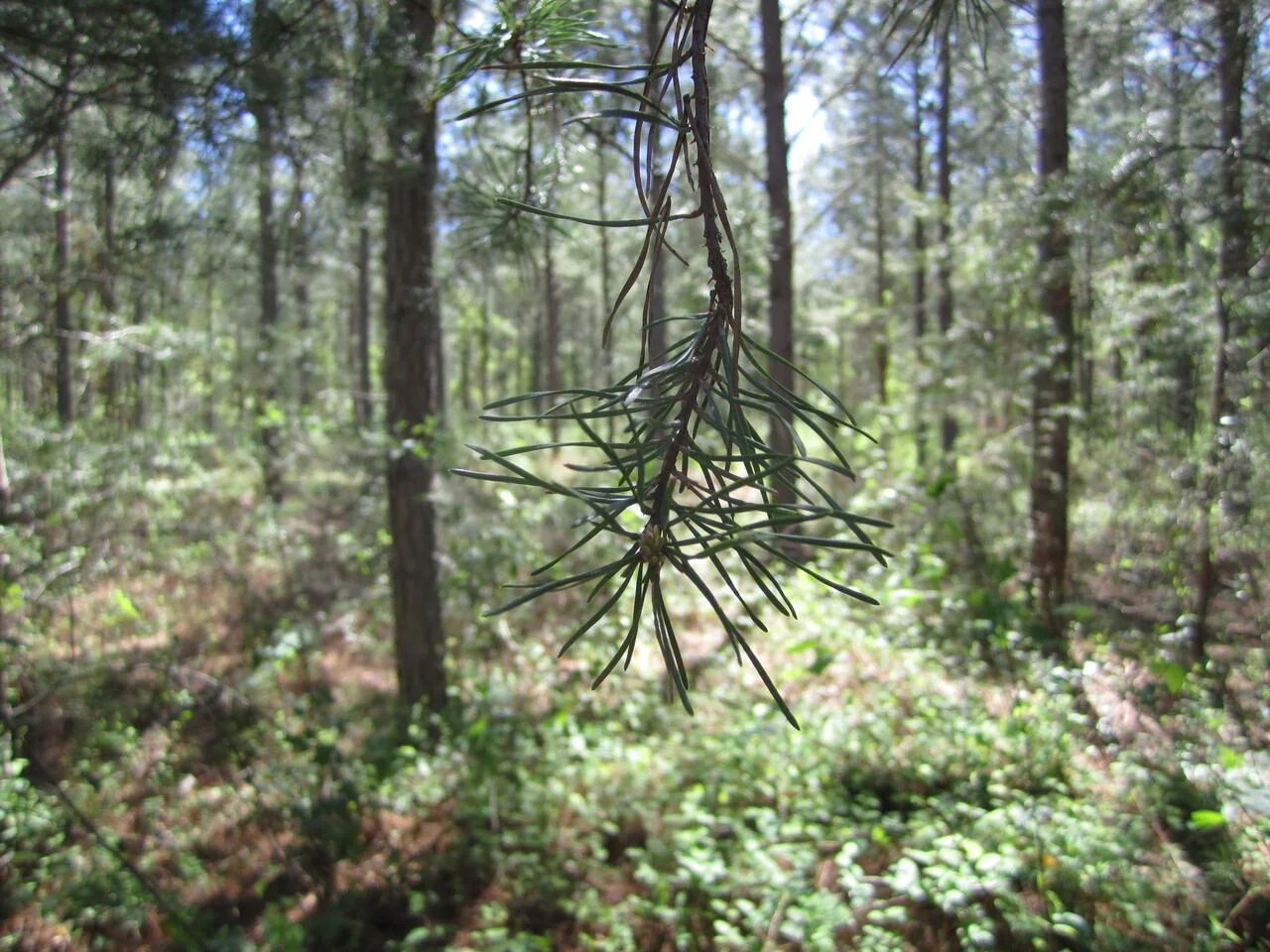 pine limb.jpg