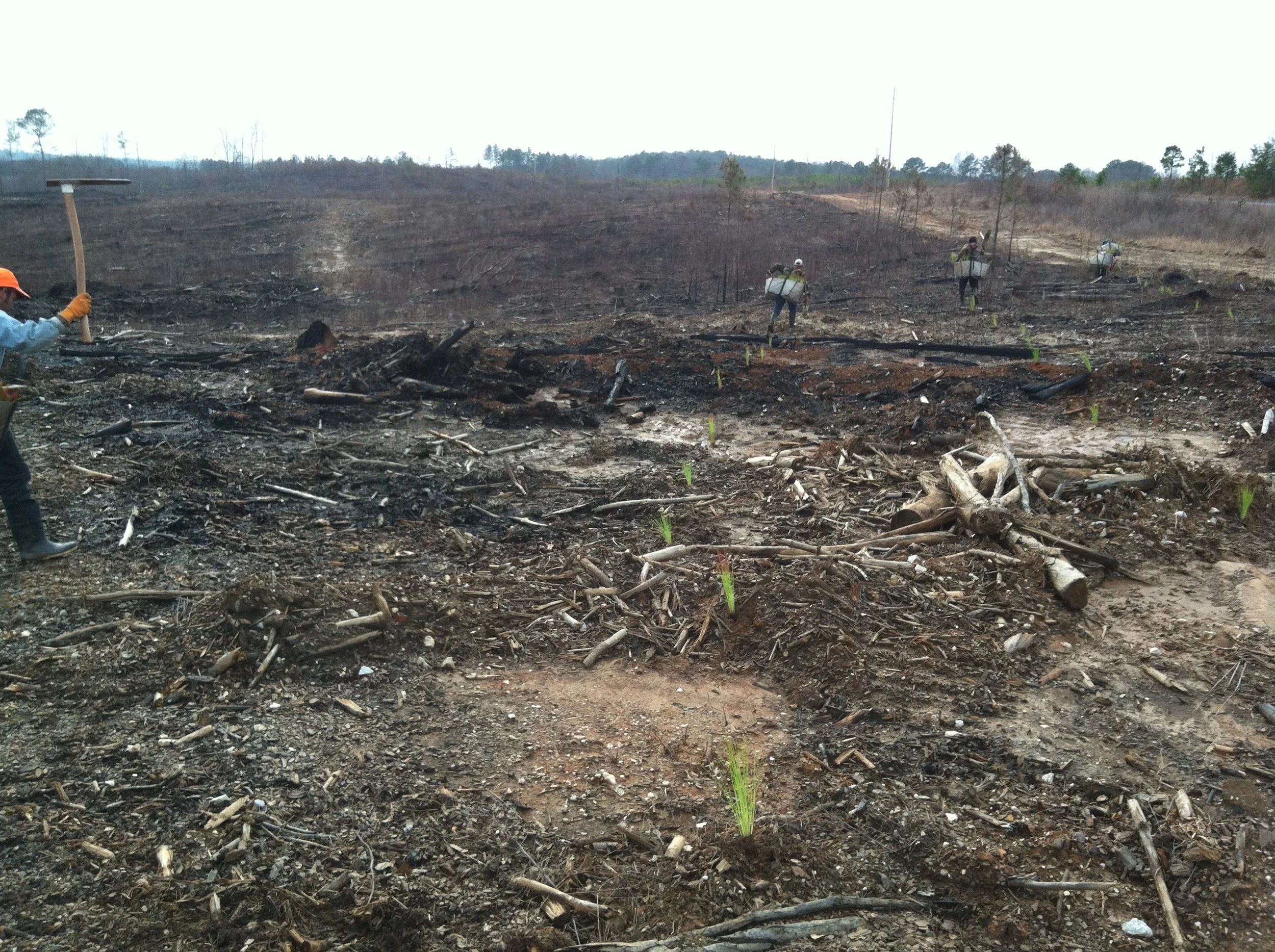 Longleaf Planting