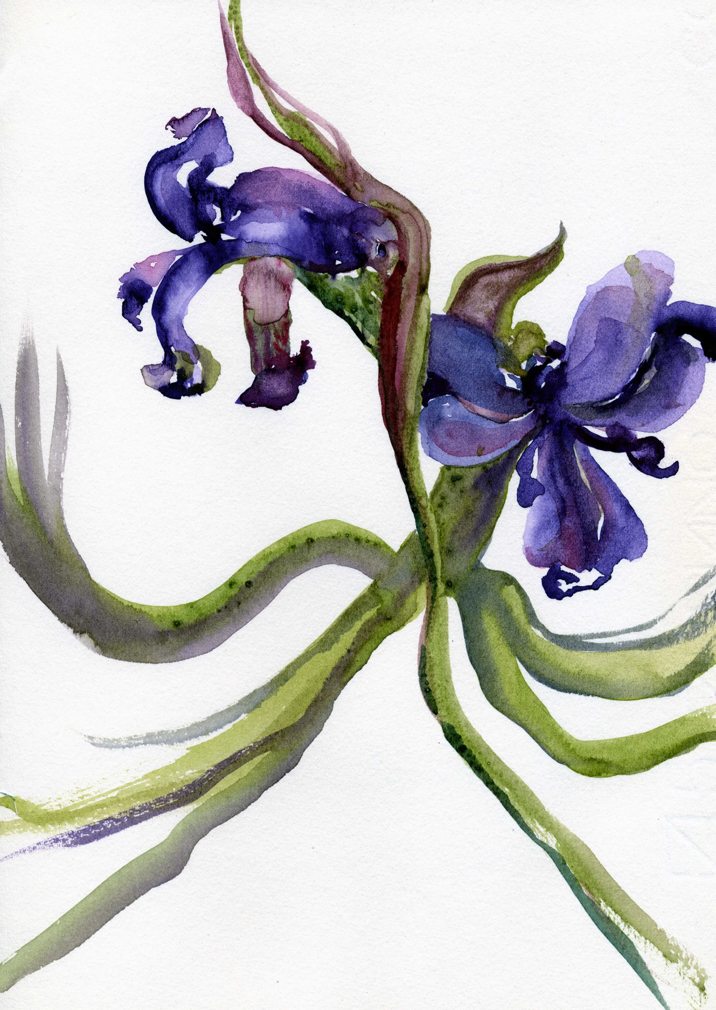 IRIS-LAST TWO