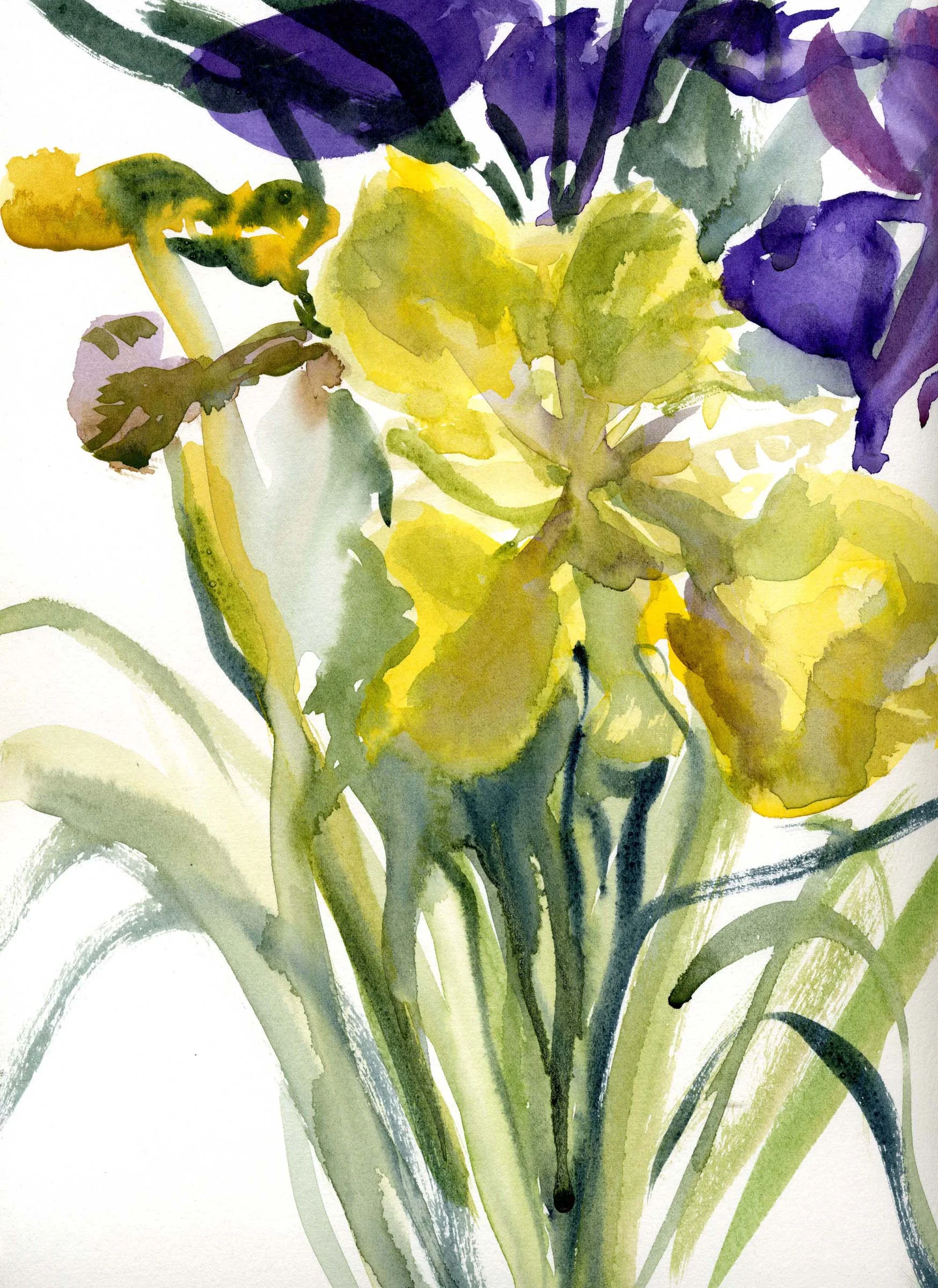 YELLOW IRIS