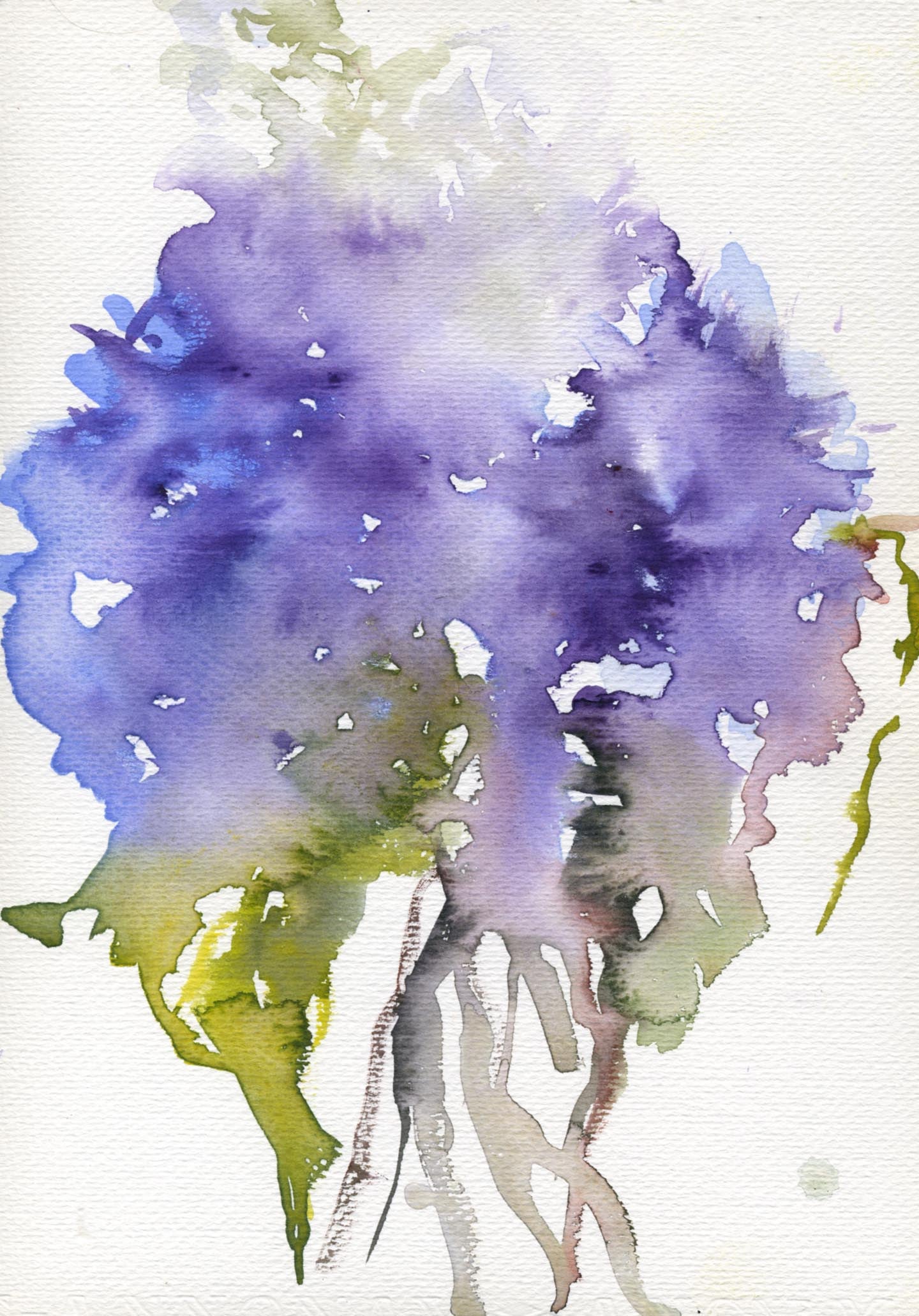 HYDRANGEA