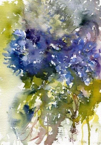 Hydrangea