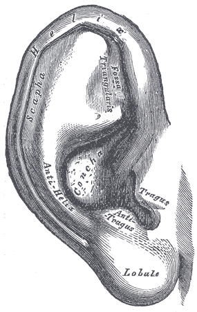 Figure 1. Anatomy of the pinna. From Wikimedia Commons. 