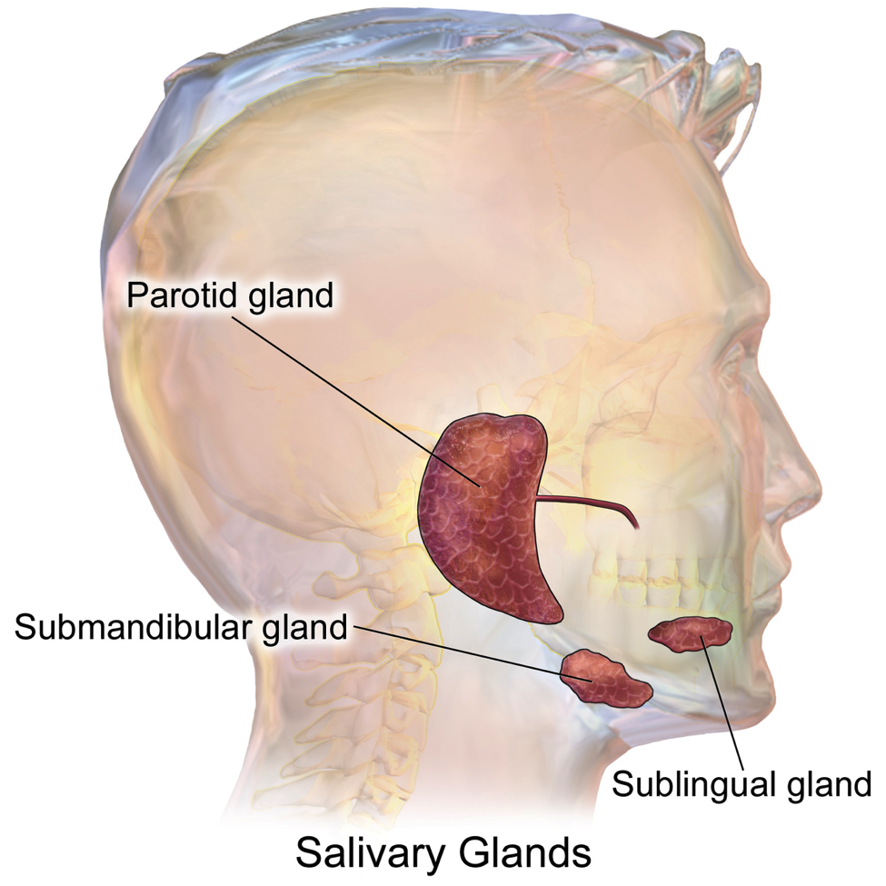 Anatomy Of Parotid Gland