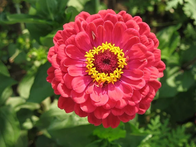 Zinnia