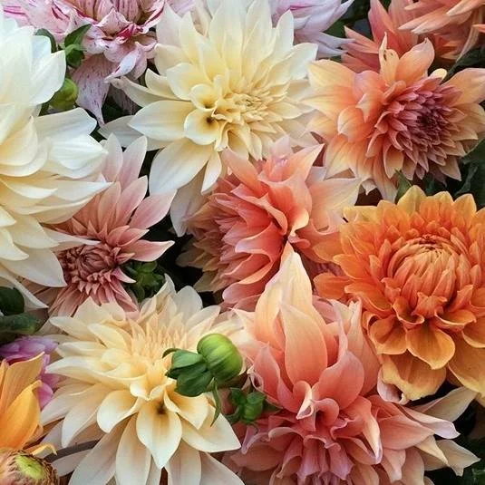 Patchwork Dahlias.jpg