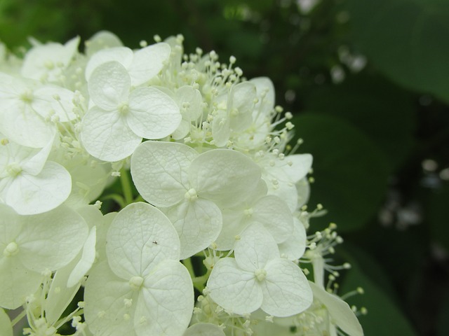 Hydrangea