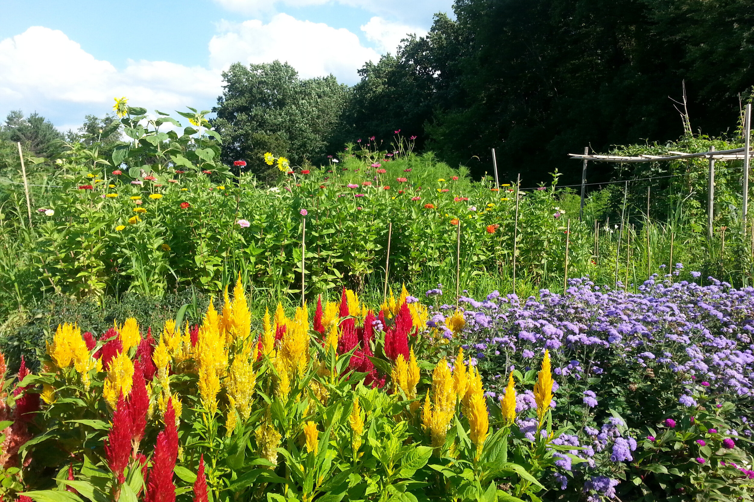Baltimore — Maryland Grown Flowers