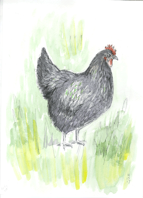waters_watercolor.blackHen.gif