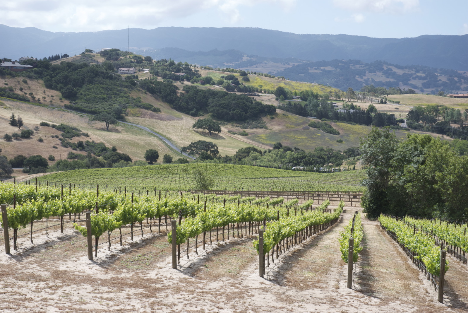 Larner Vineyard, SOLVANG