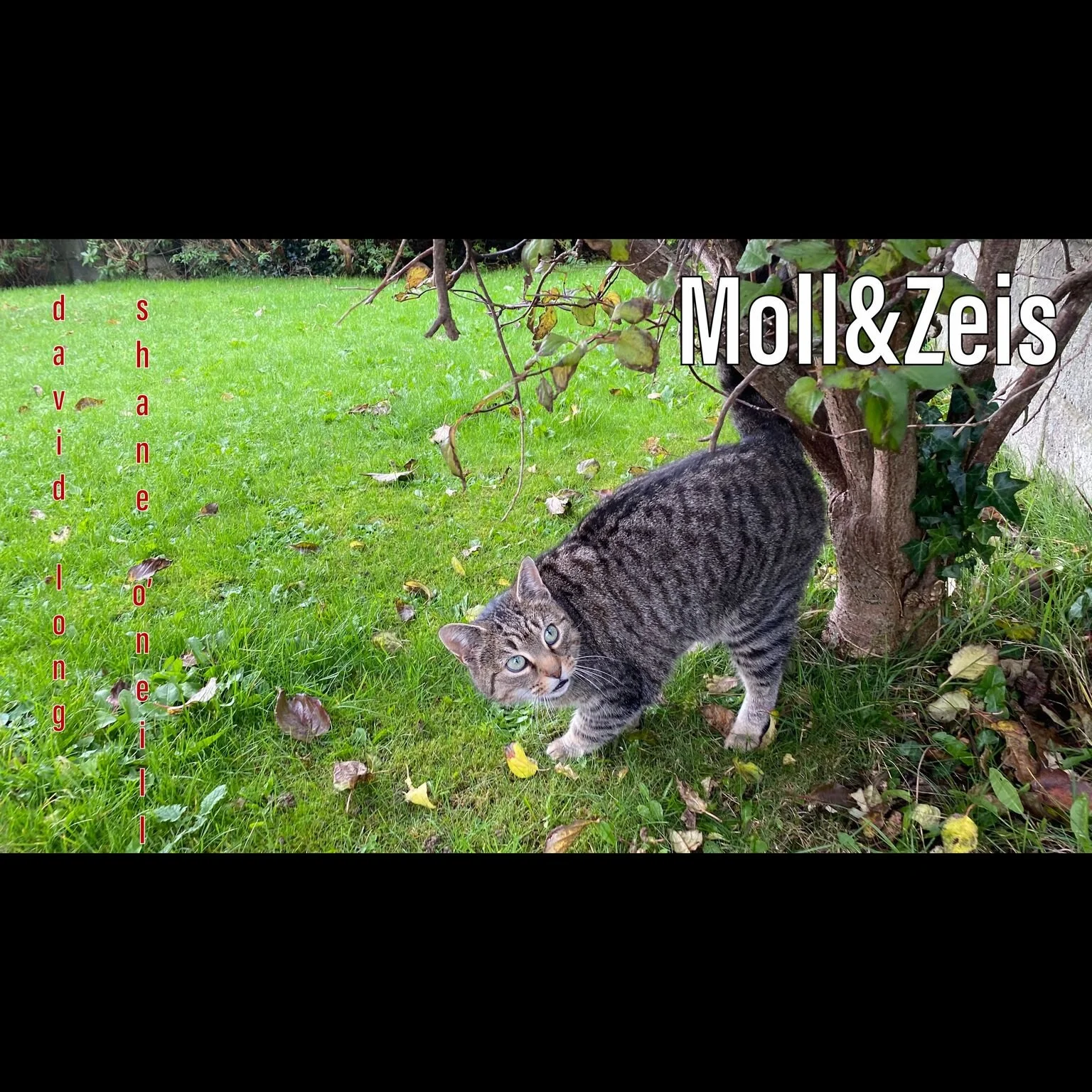 David Long and Shane O'Neill - Moll & Zeis