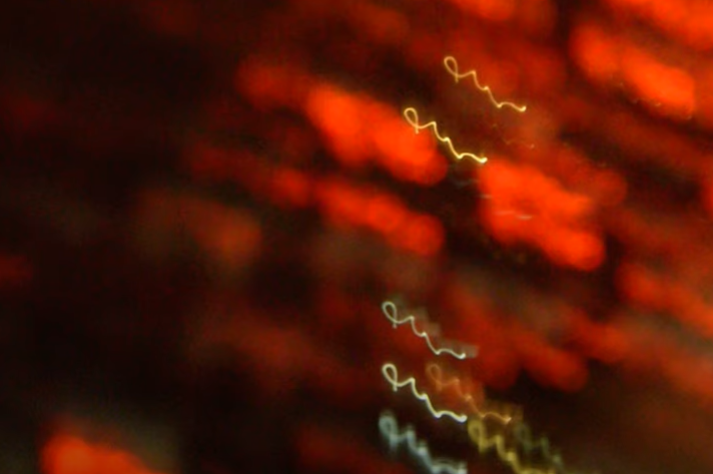 The Crooks - Frankie