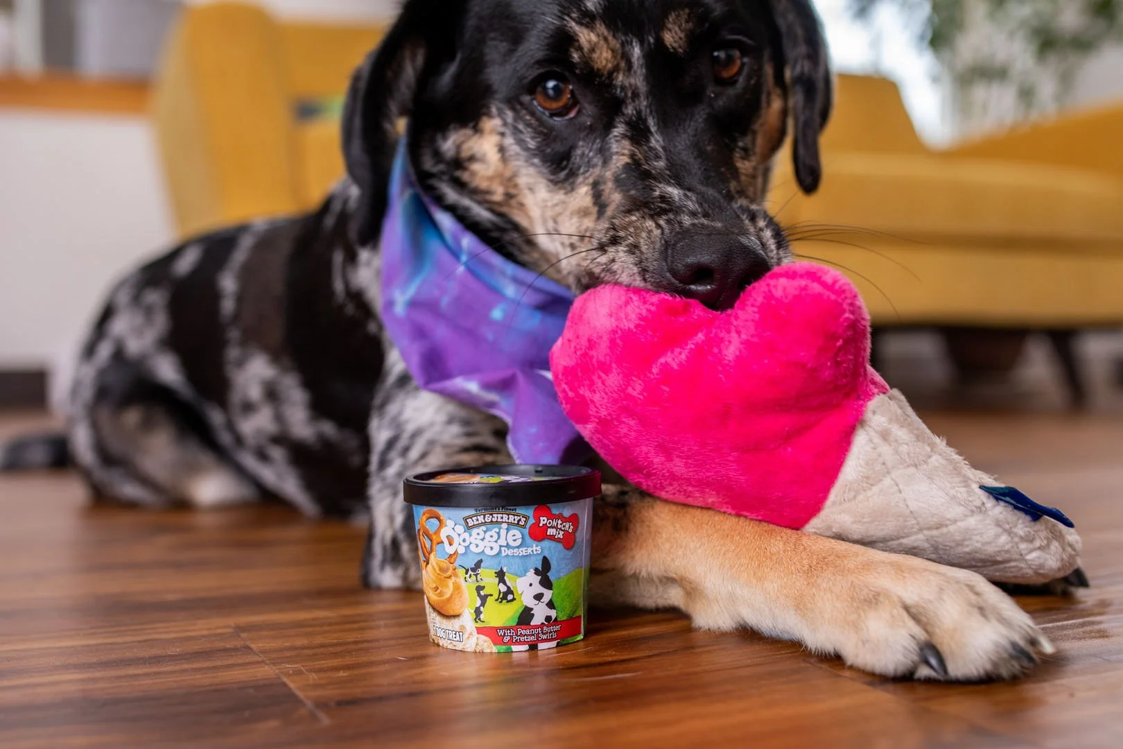 B&J_FIDO_0059_LargeUncropped_CirilliPhoto.jpg