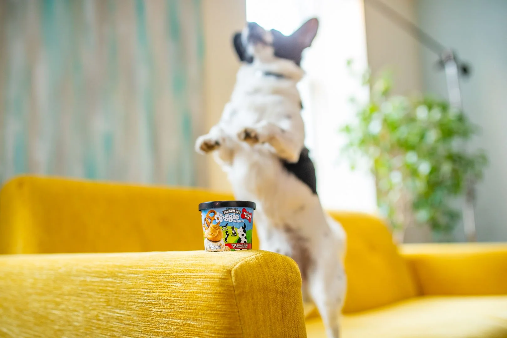 B&J_FIDO_0184_LargeUncropped_CirilliPhoto.jpg