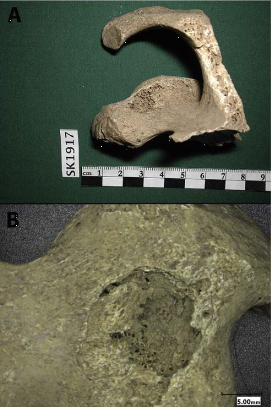 Smith’s Knoll Scapula with buckshot defect.