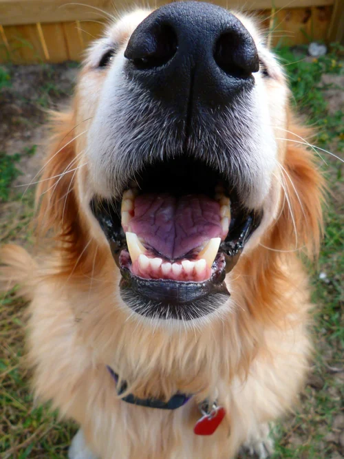 Canine Nose Knows The Molly Detection Mystery Solved - 7wdfp7c