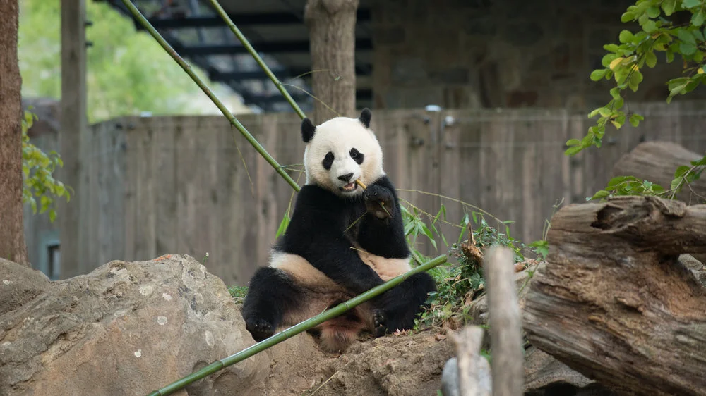  Connor Padraic Mallon/The Smithsonian's National Zoo