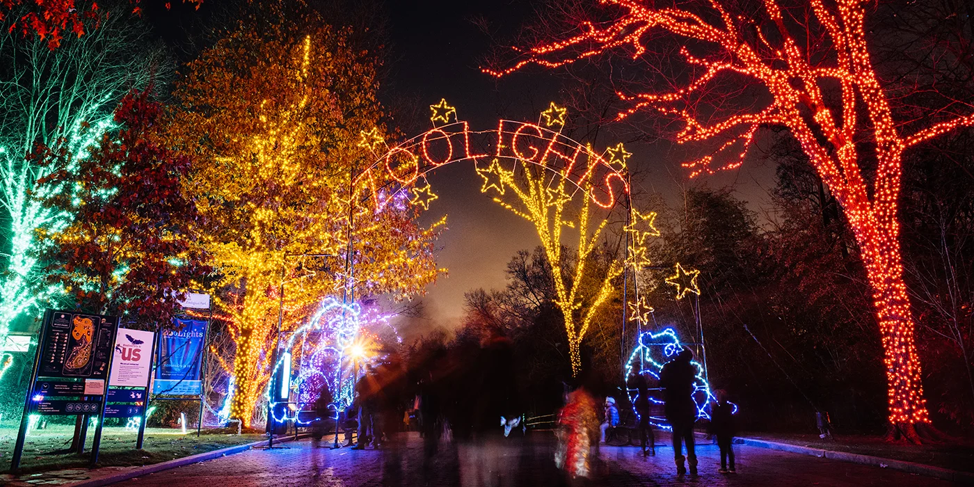 zoolights2.jpg