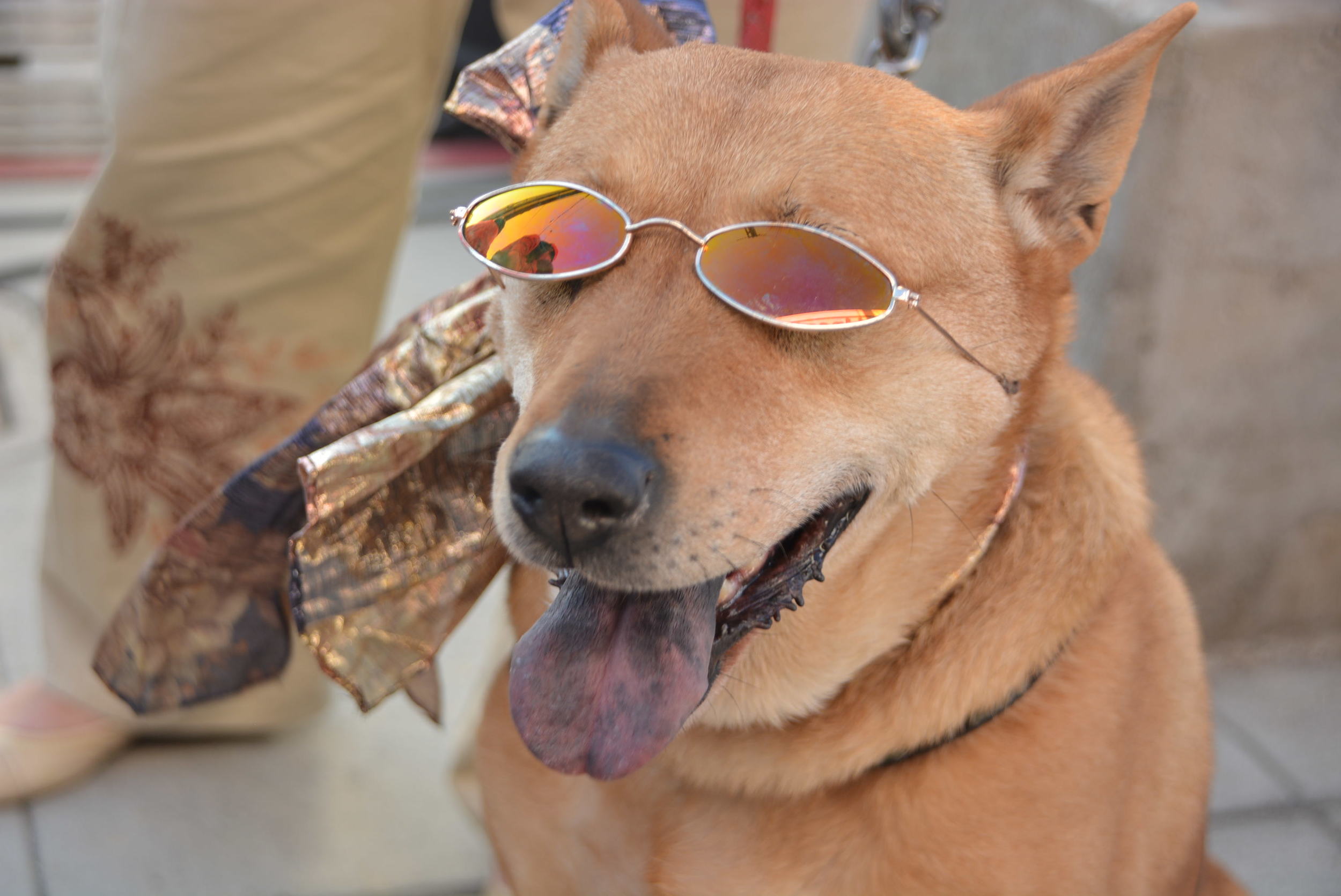 Cute dog participating in the Cute Pet Contest