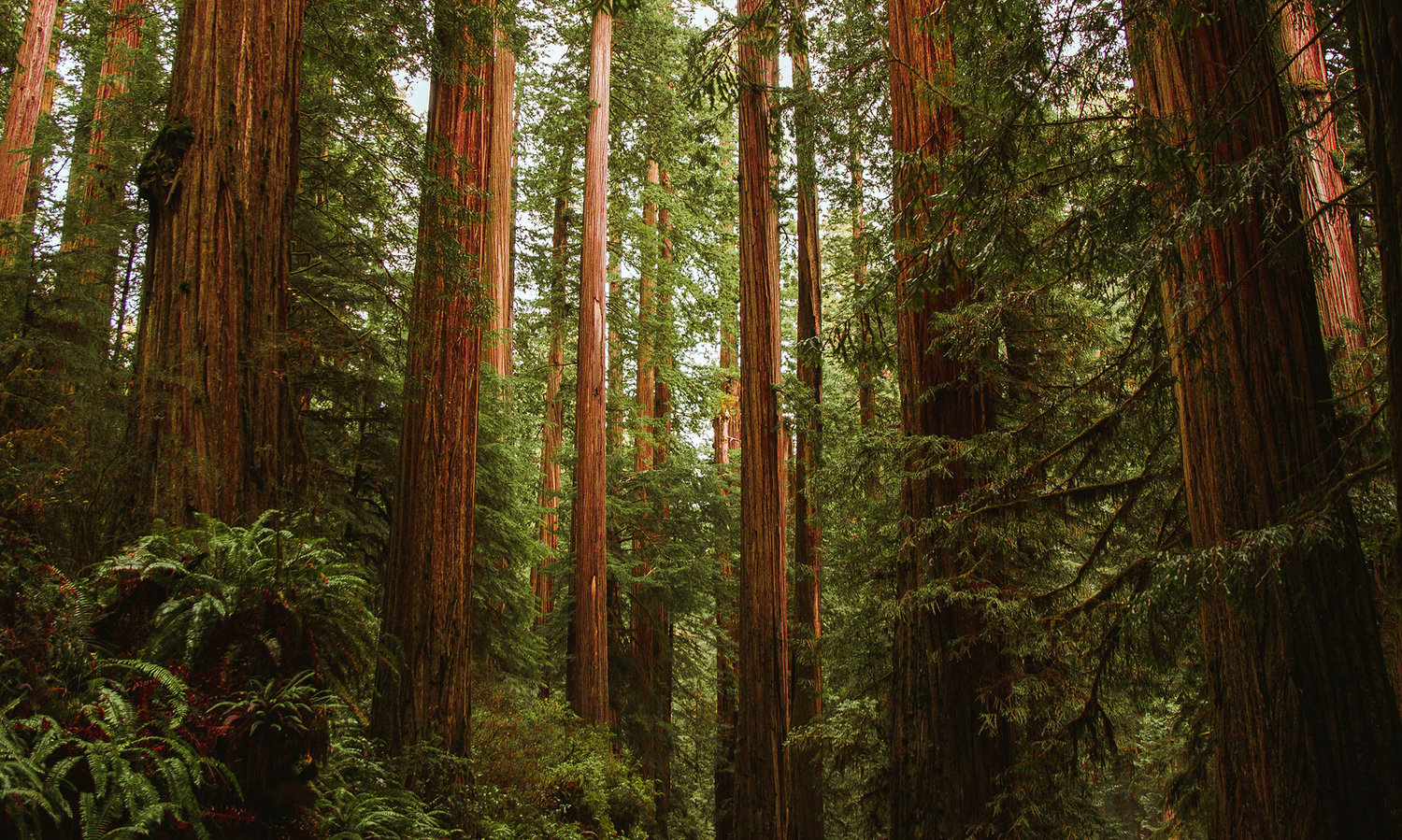 redwoods-banner.jpg