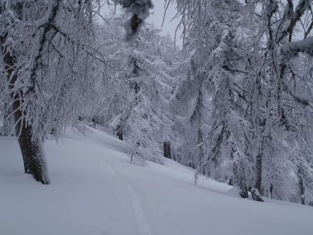 snow_trees.jpg